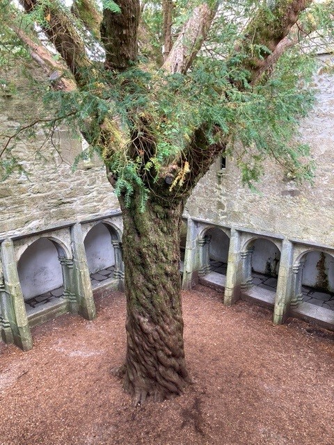 Muckross Abbey, Killarney, Ireland yew tree